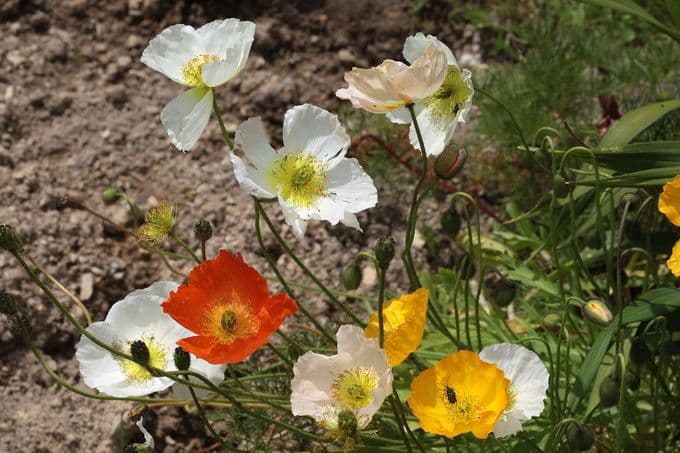 Arktischer Mohn 12
