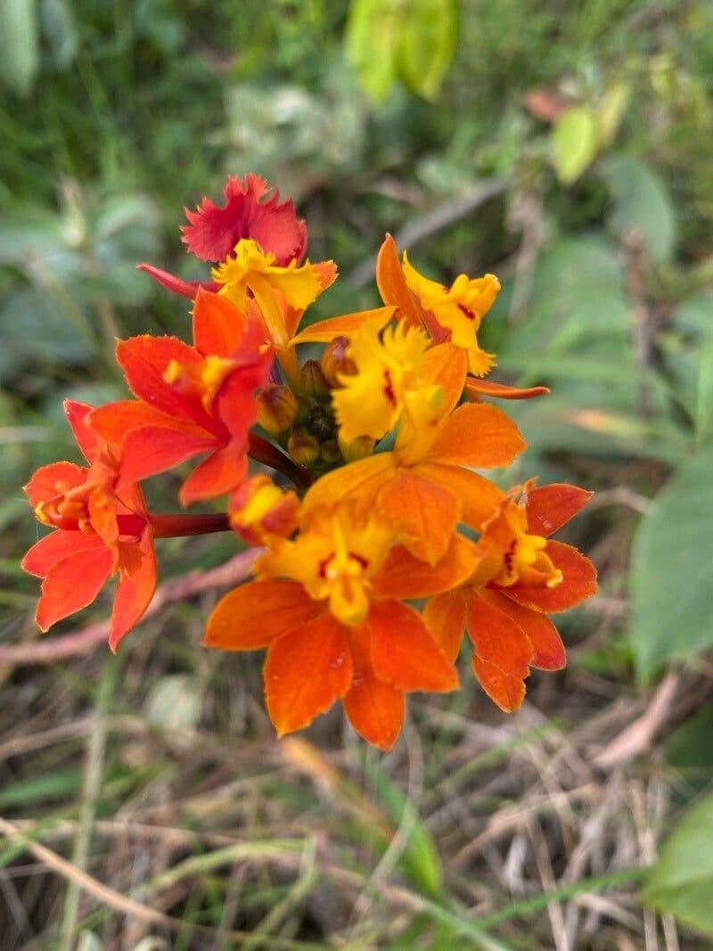 Epidendrum 3