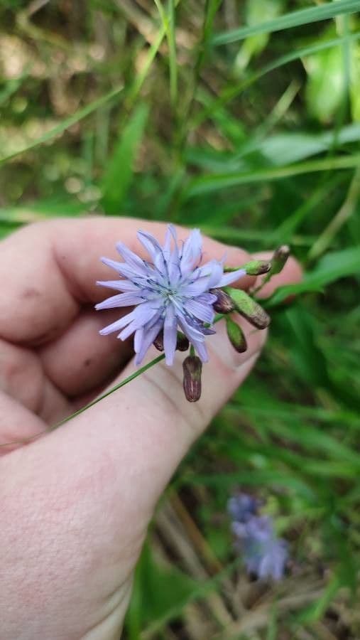 Lattuga siberiana