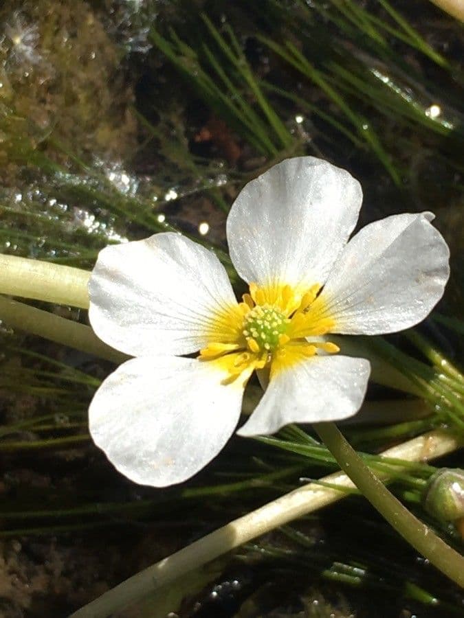 Ranunculus fluitans 6