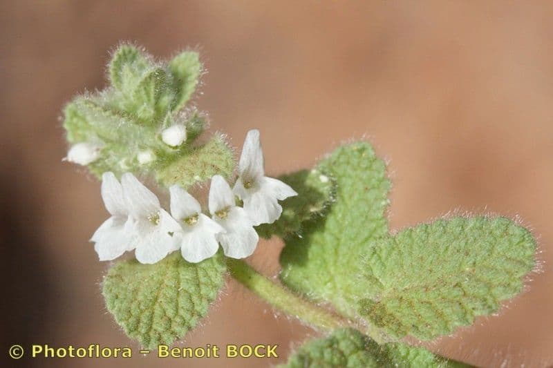 Sideritis 6