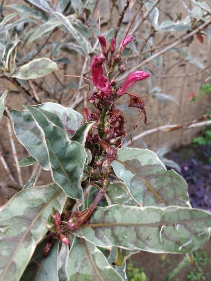 Graptophyllum pictum