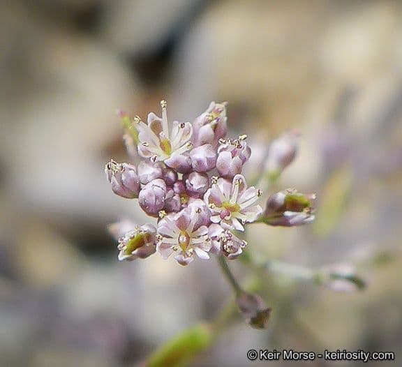 Thysanocarpus laciniato 6
