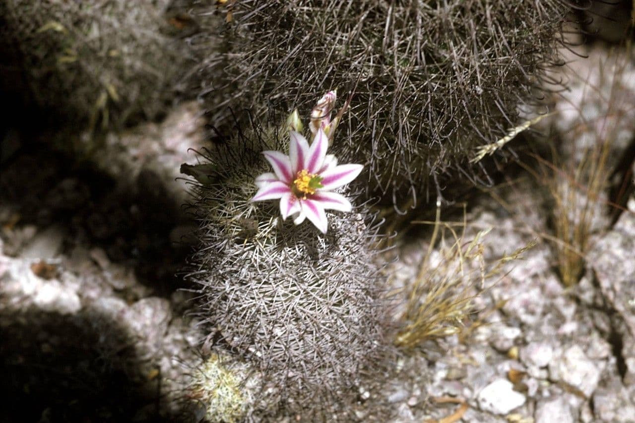 Kakteus lasiacantha 7