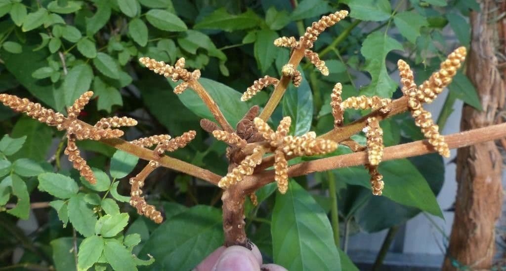 Cupaniopsis 3