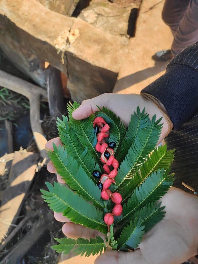 Cojoba