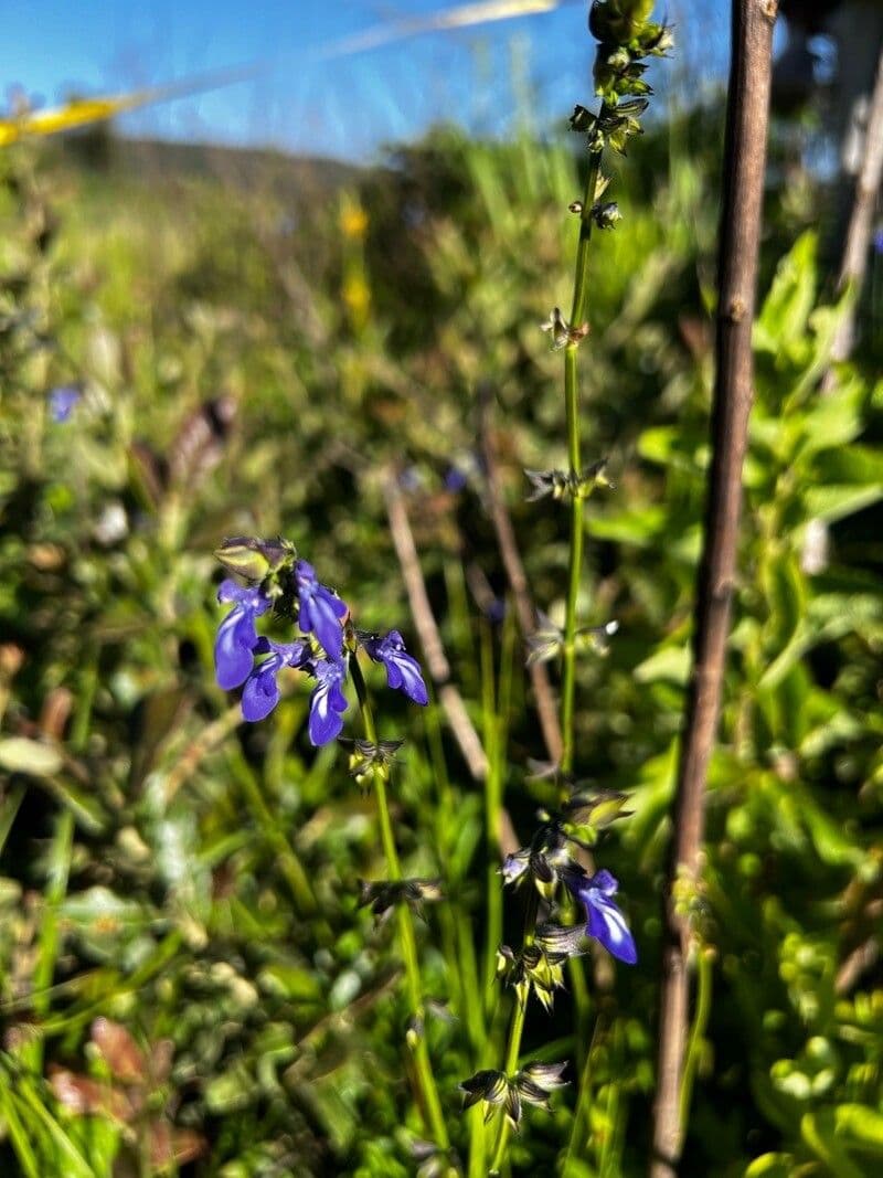 Salvia