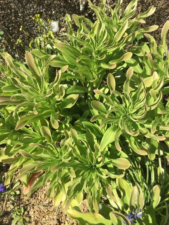 Fleabane glaucus 18