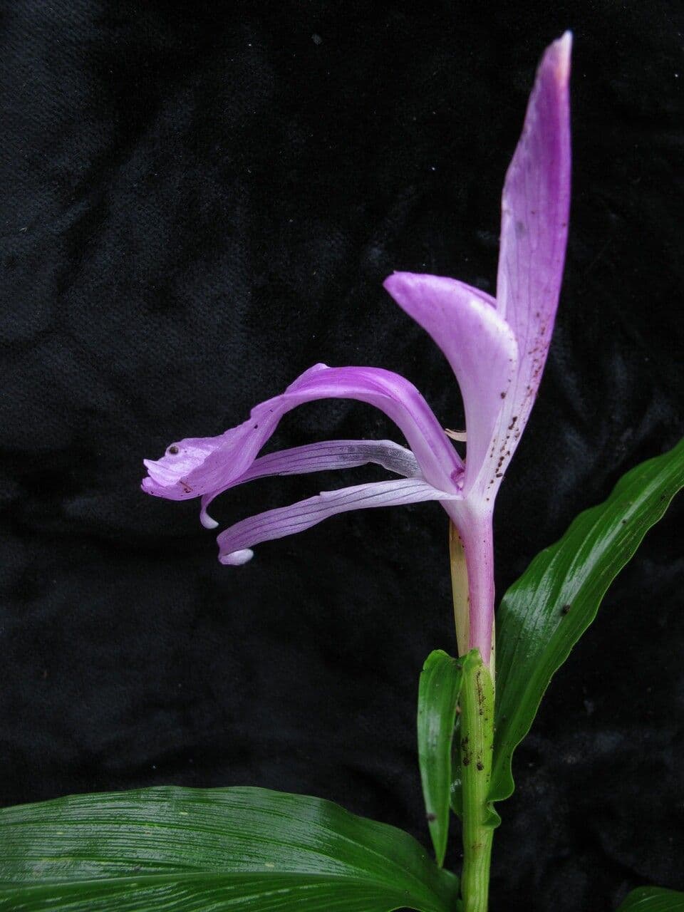Roscoea 6