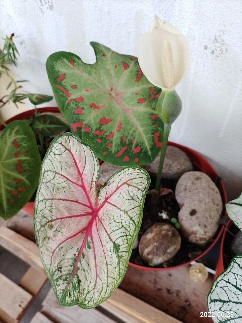 Caladium 20