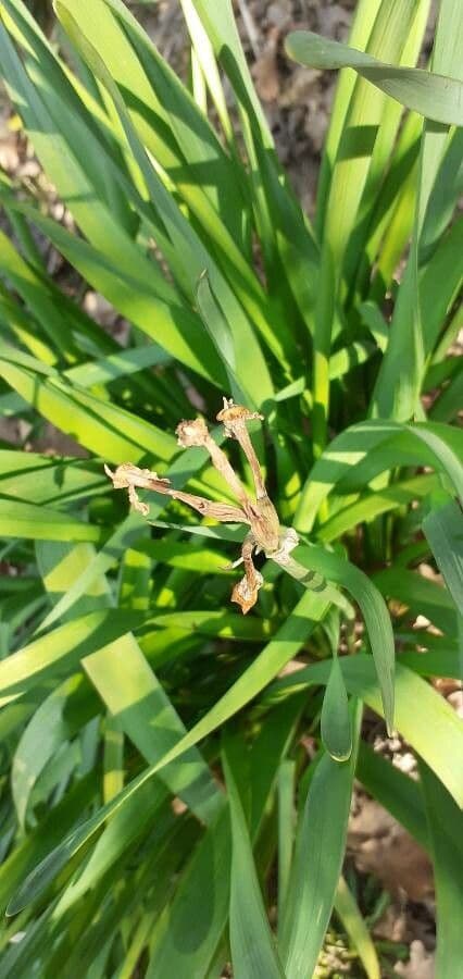 Iris fétide 29