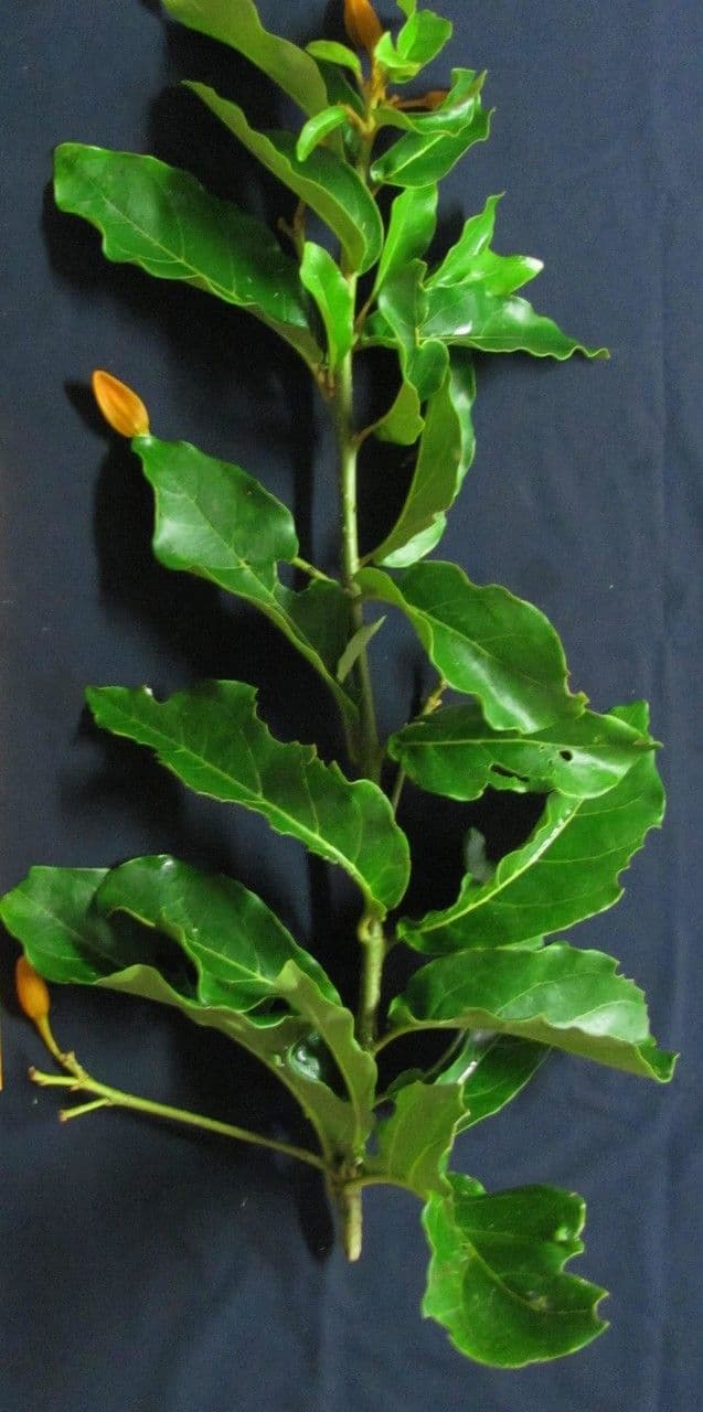 Juanulloa mexicana 19