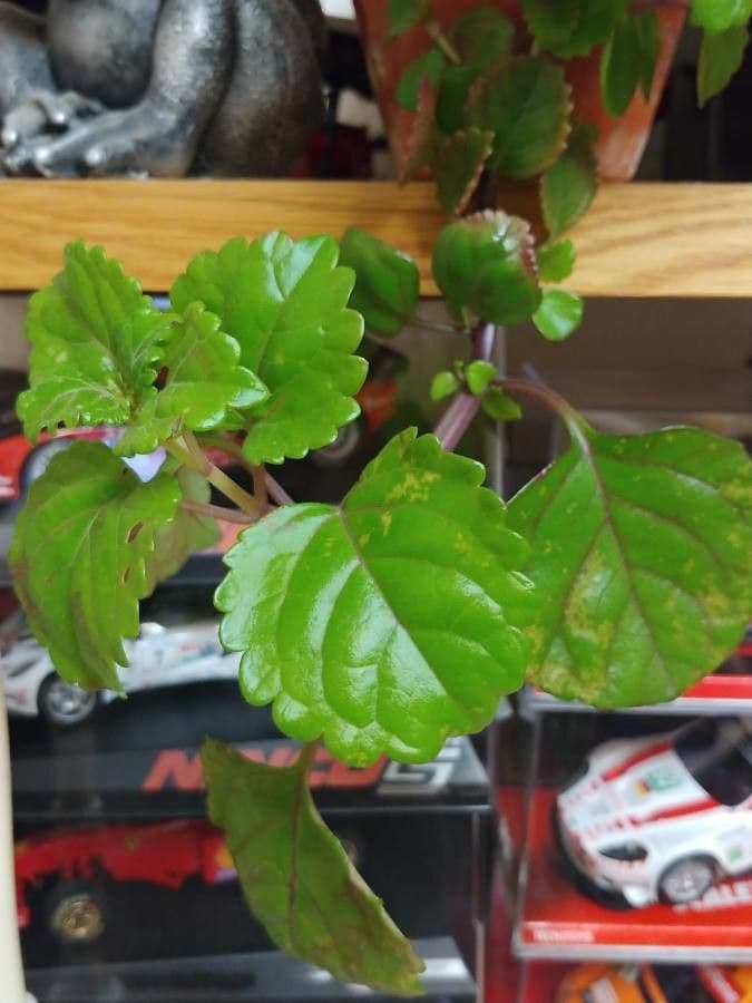 Plectranthus Parviflorus 15
