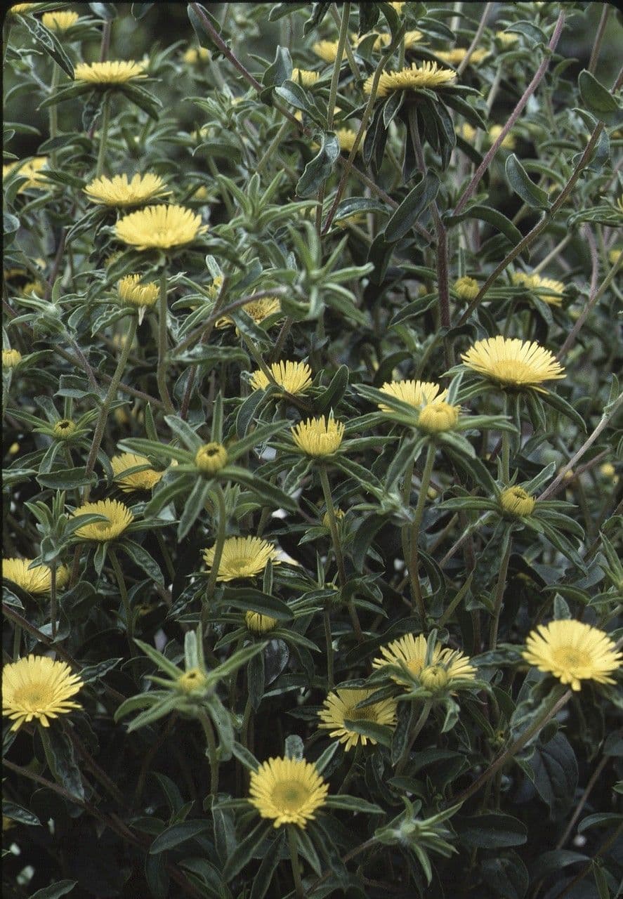 Asteroide spinoso 12