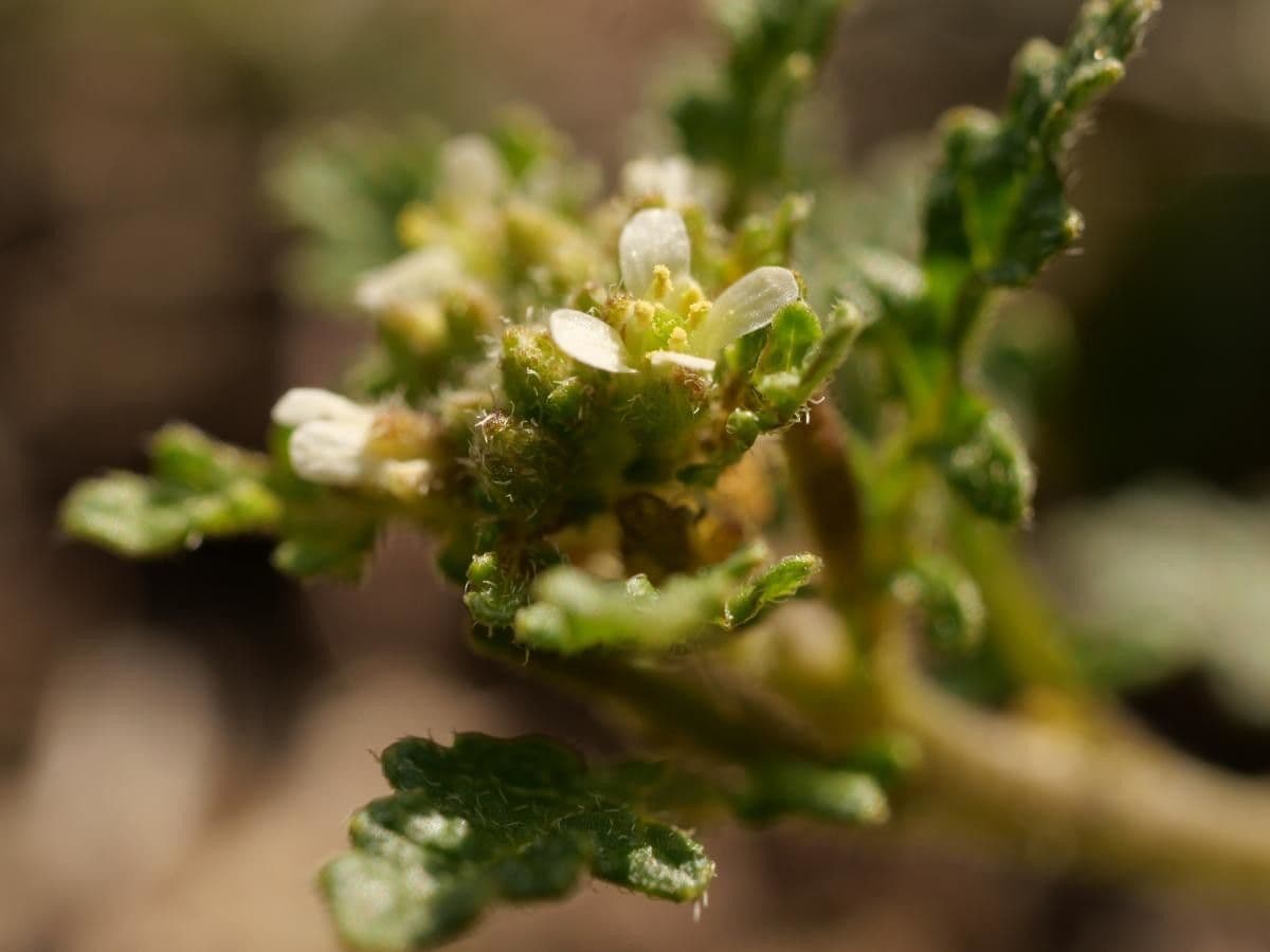 Erucastrum supinum 2