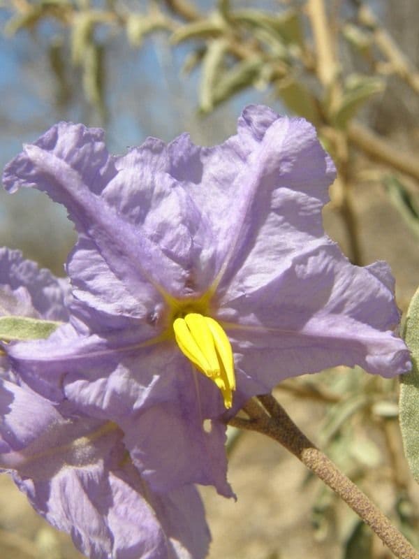 Solanum hindsianum 6