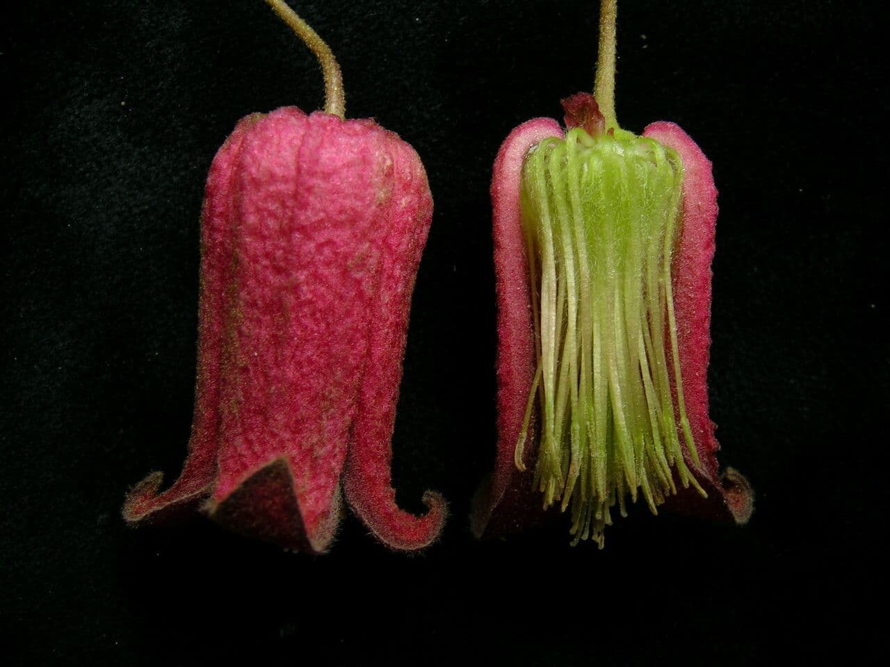Clematis 4