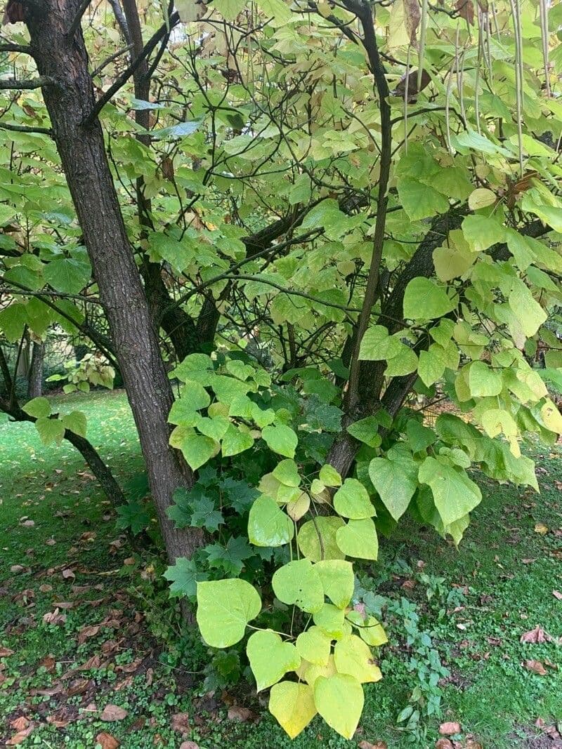 Katalpa vajcovitolistá 19