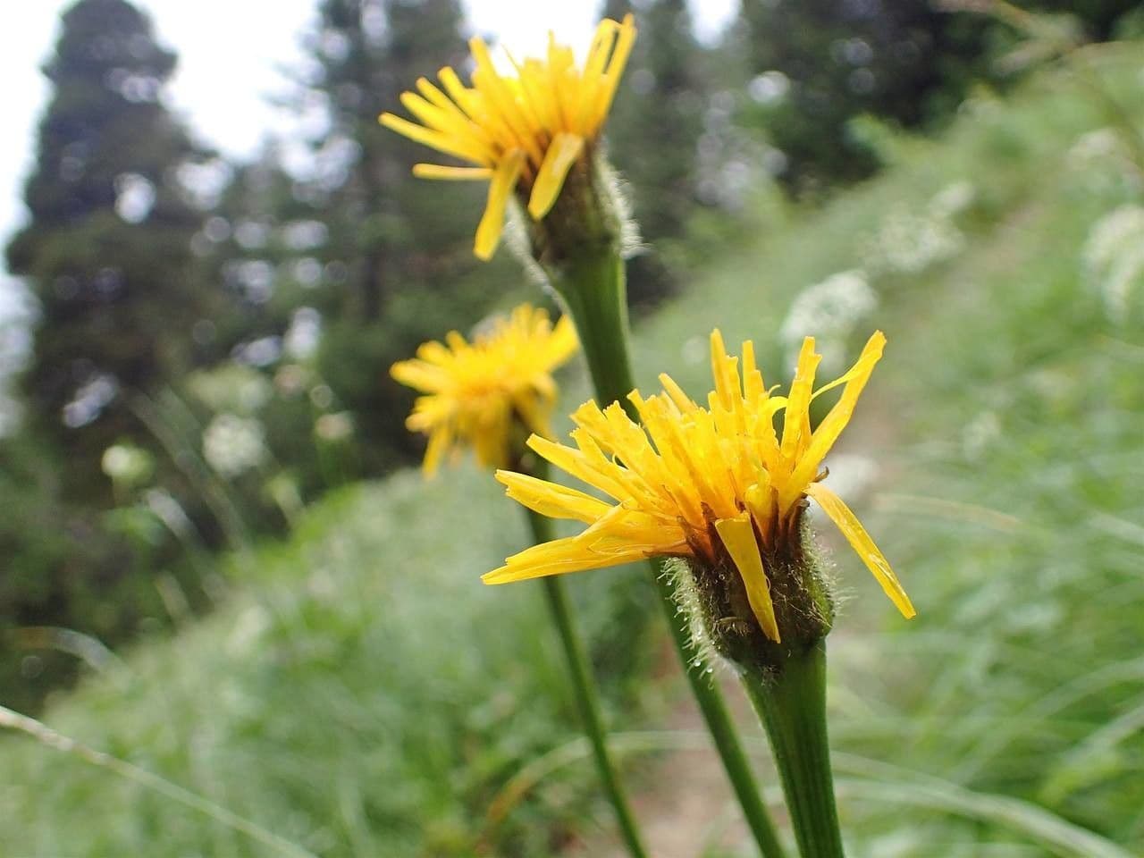 Berg-Pippau 6