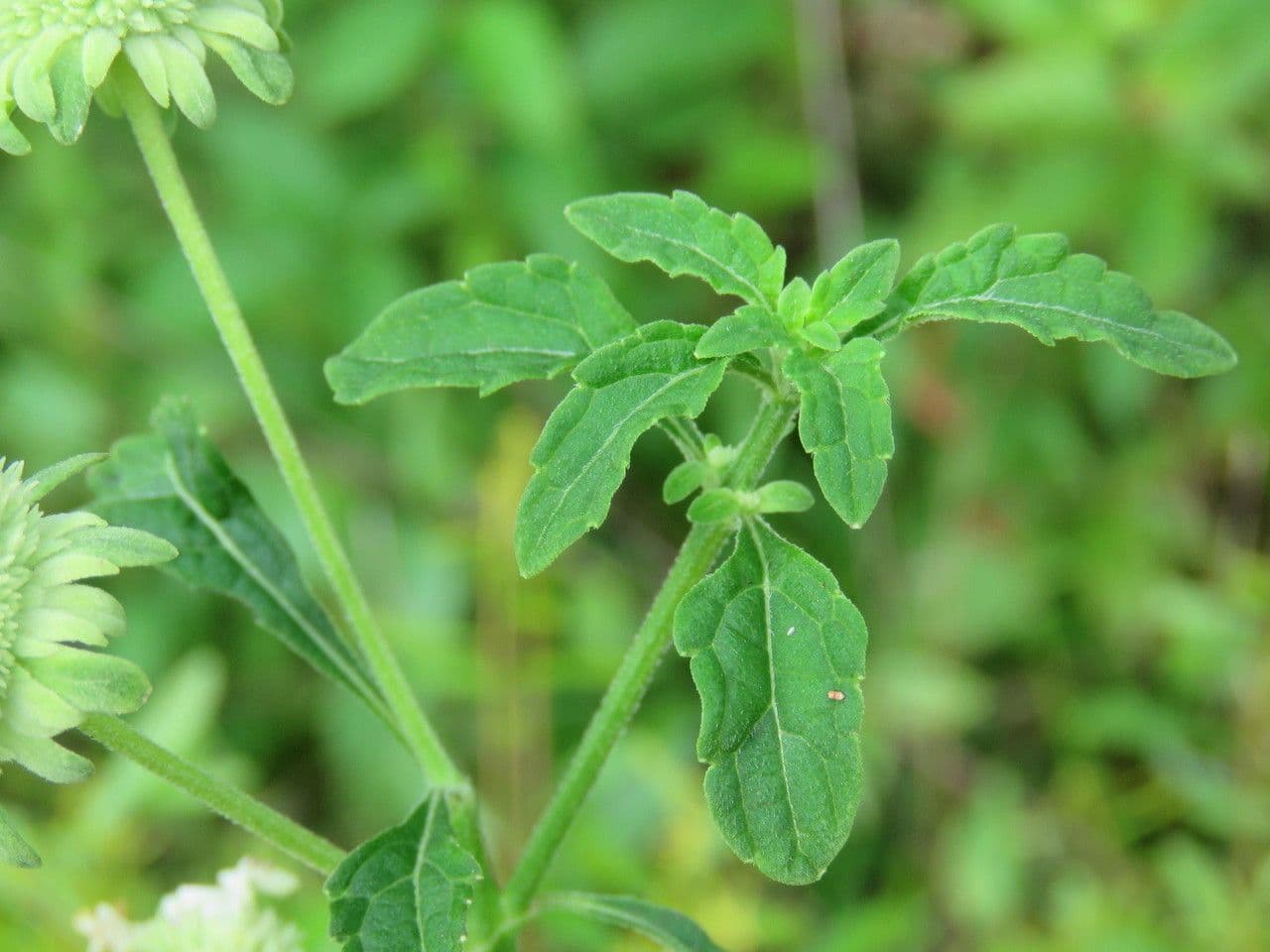 Hyptis alata 11