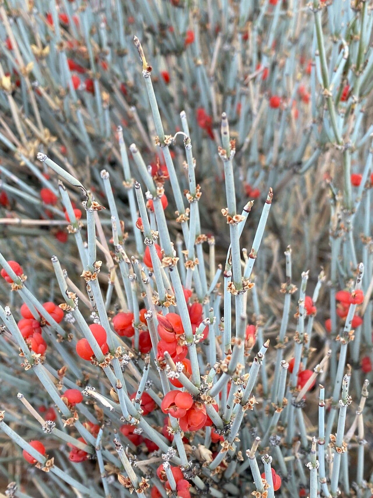 Ephedra intermedia 2