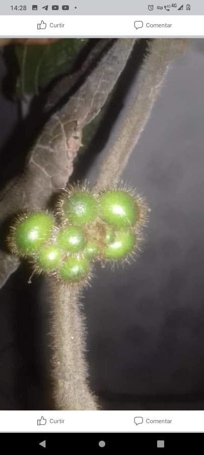 Miconia pendente 5