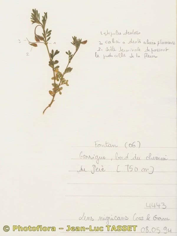 Vesce lenticulaire 12