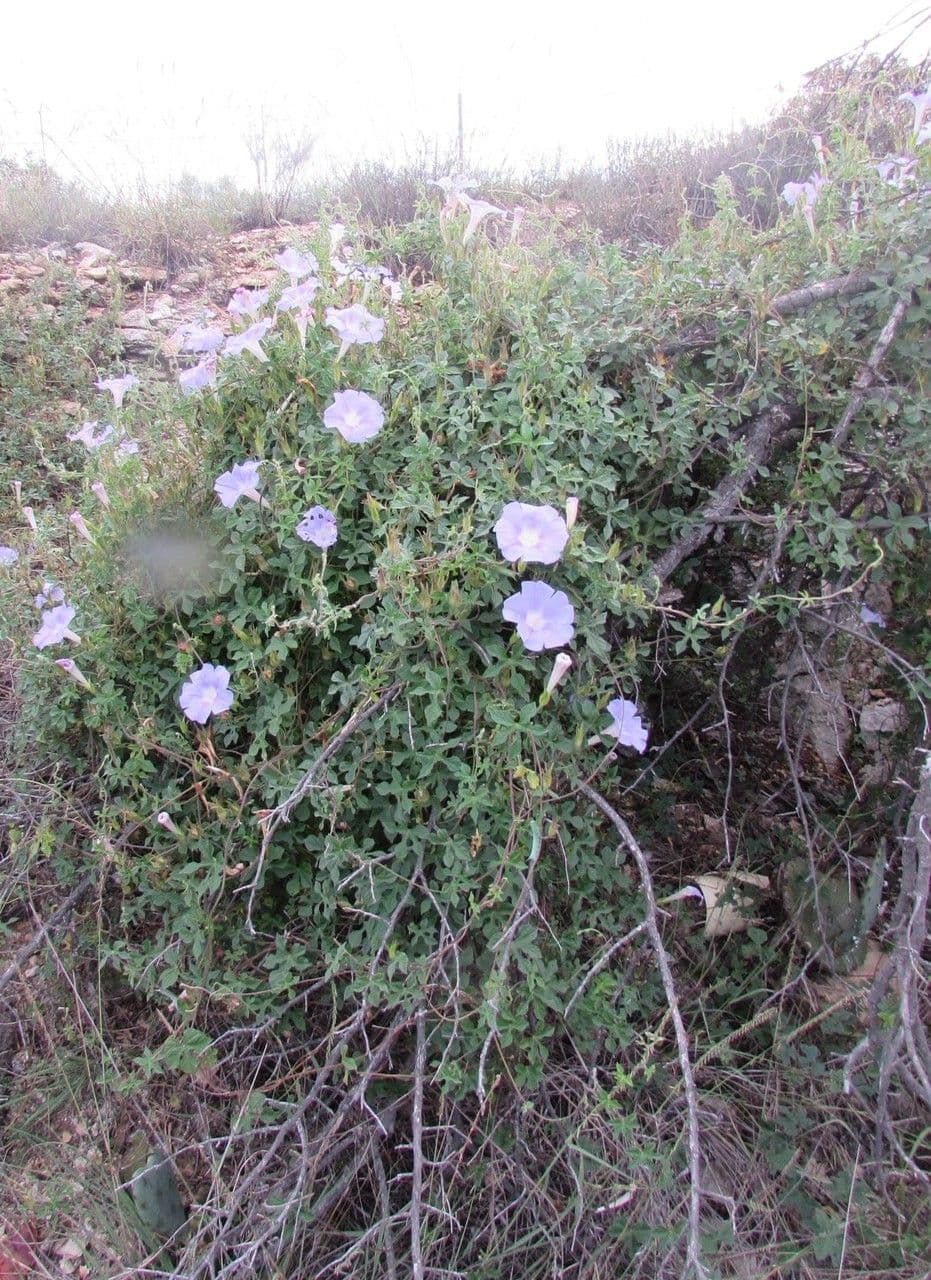 Lindheimers Prunkwinde 8