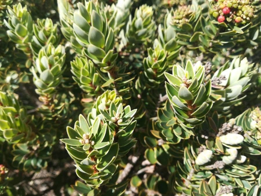 Cyathopsis 19