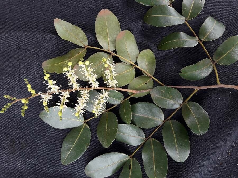 Copaiba de Langsdorff 5