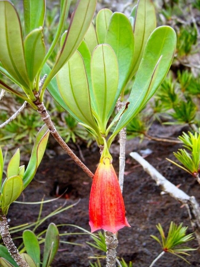 Thiollierea 8