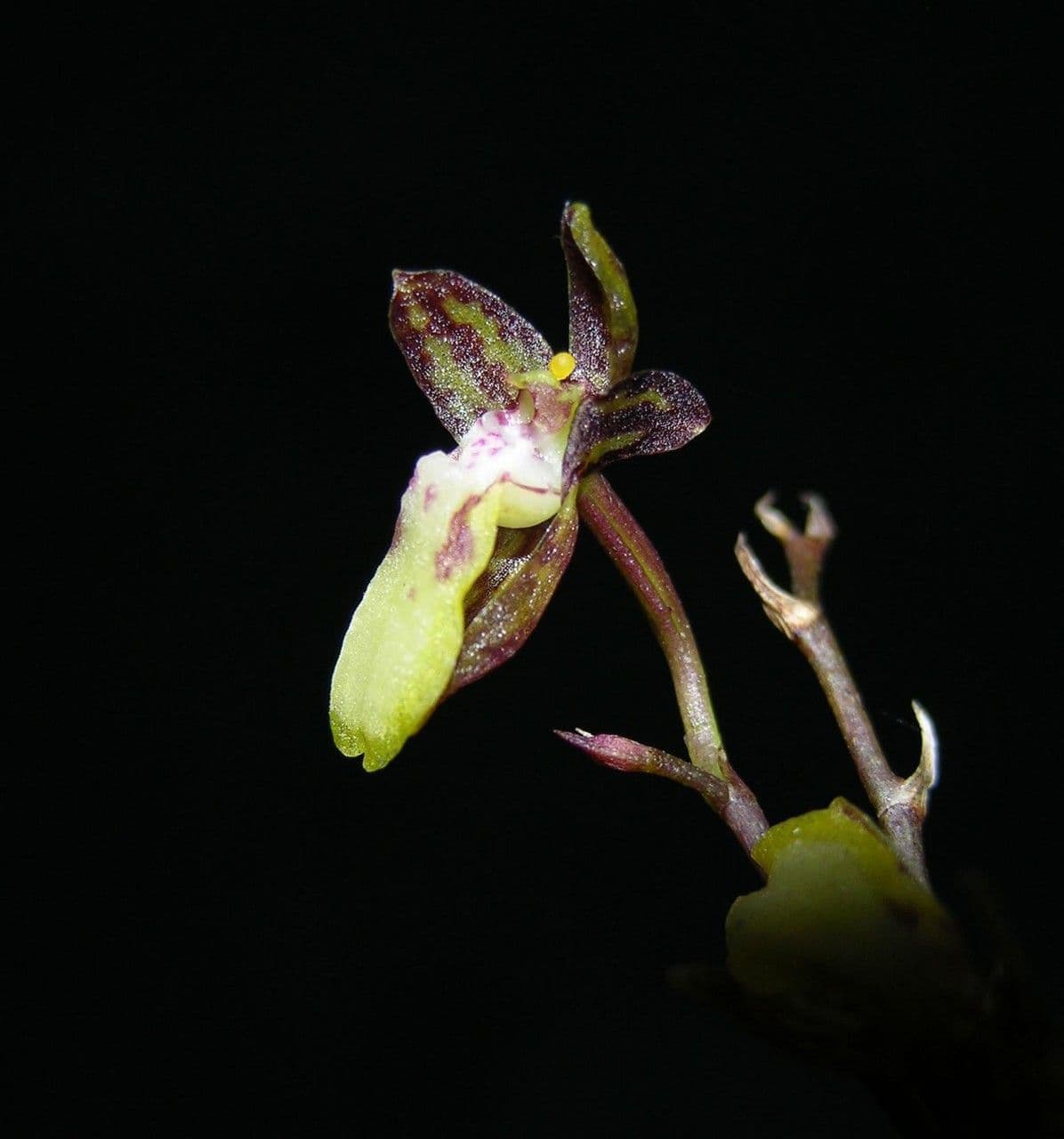 Leochilus 7