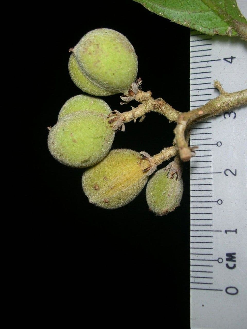 Dichapetalum 2