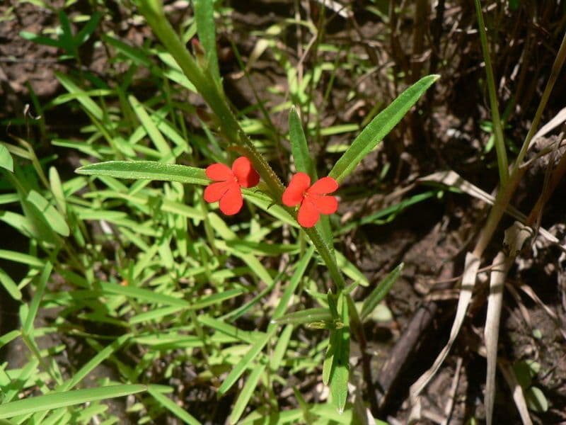 Striga 9