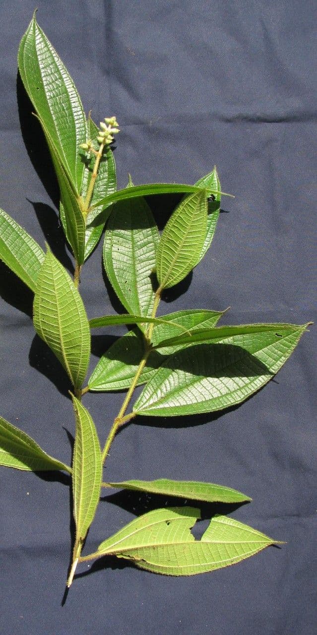 Miconia 17
