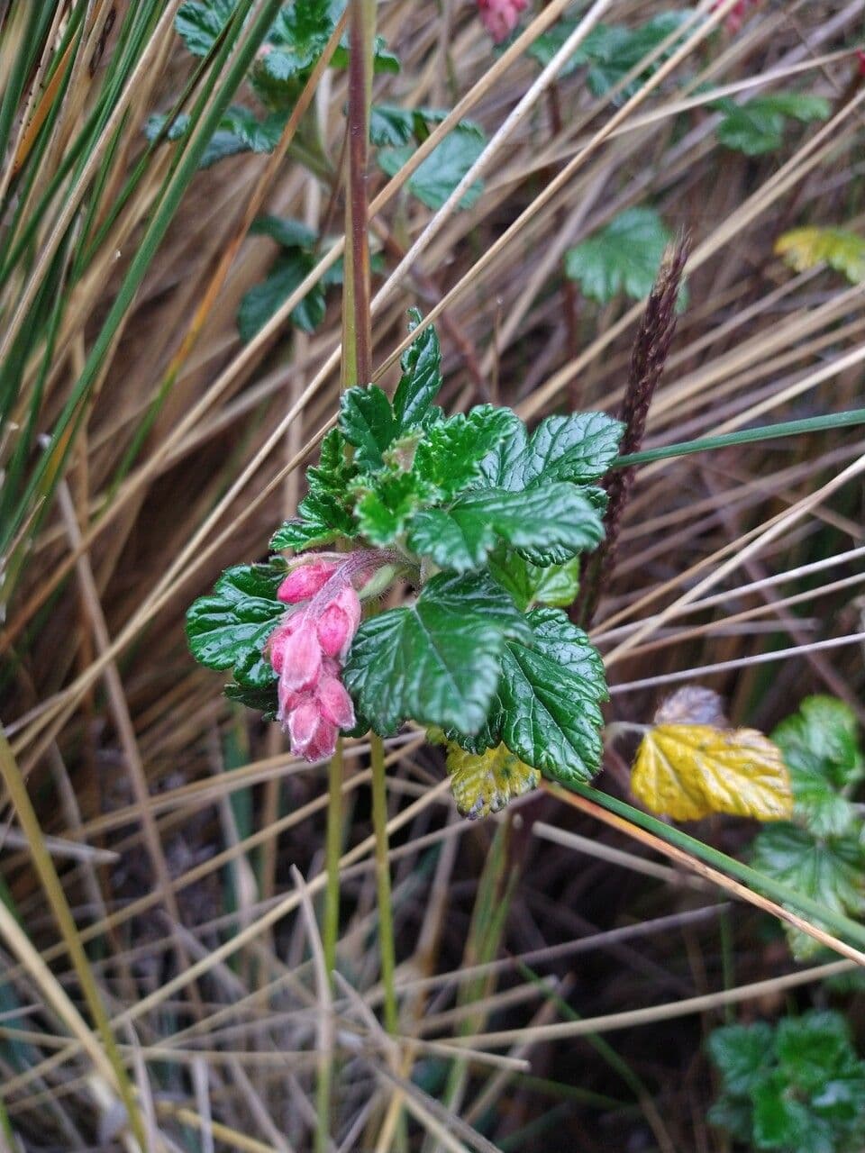 Ribes 2