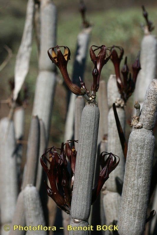 Ceropegia 20