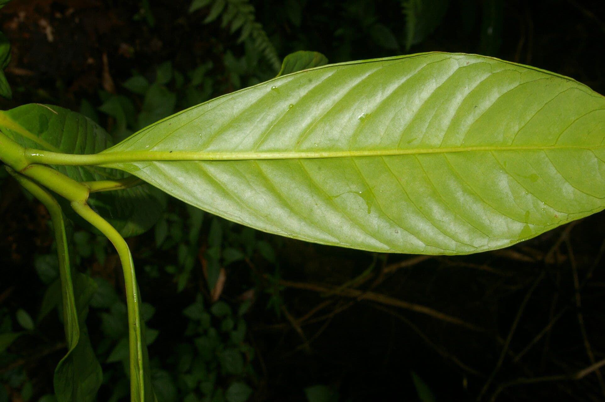 Chrysochlamys 9