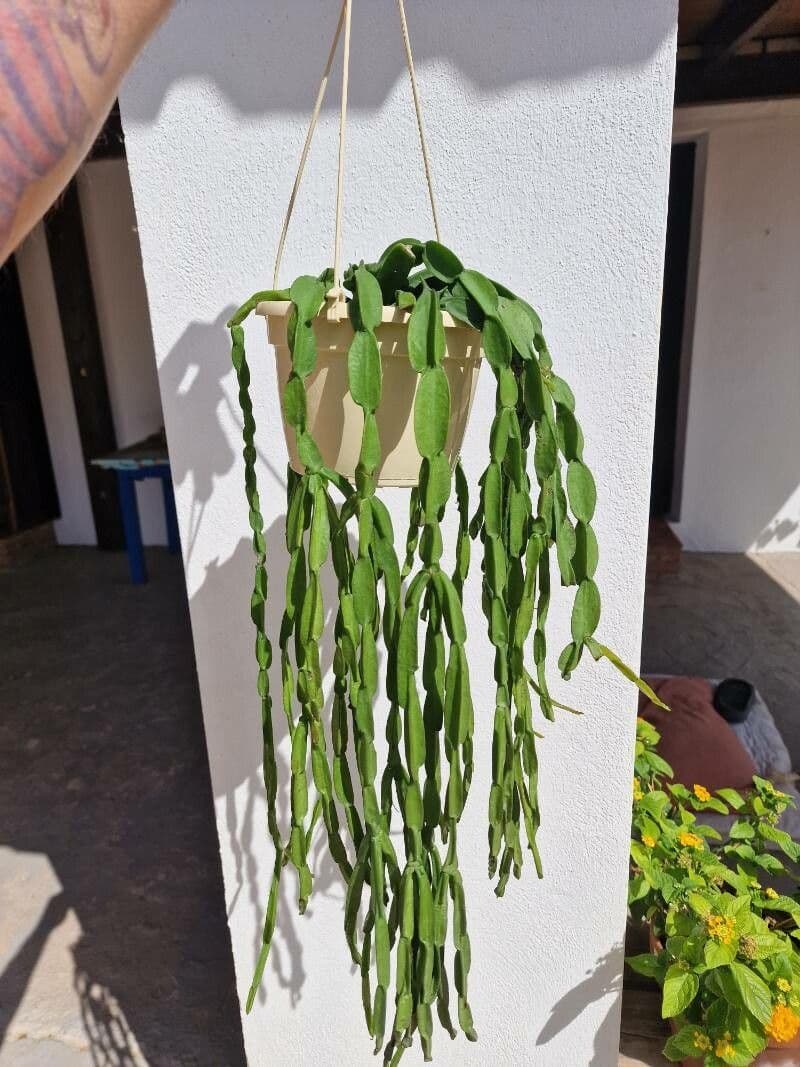 Rhipsalis 3