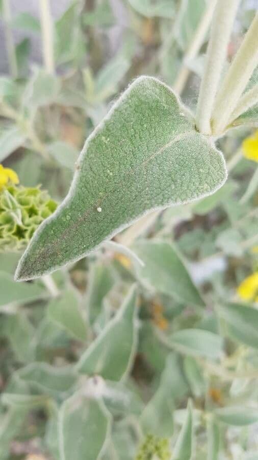Phlomis 14
