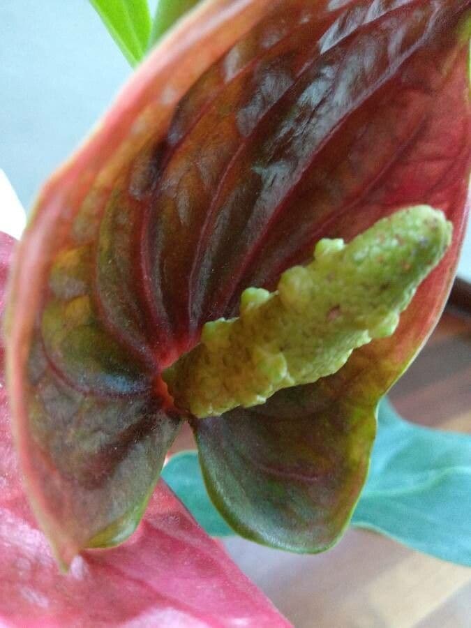 Antúria andreanum 5