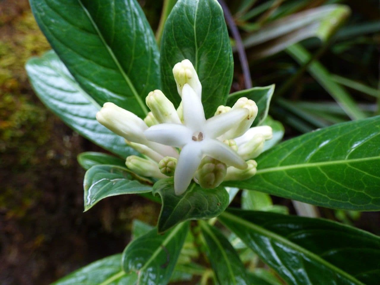 Chassalia 8