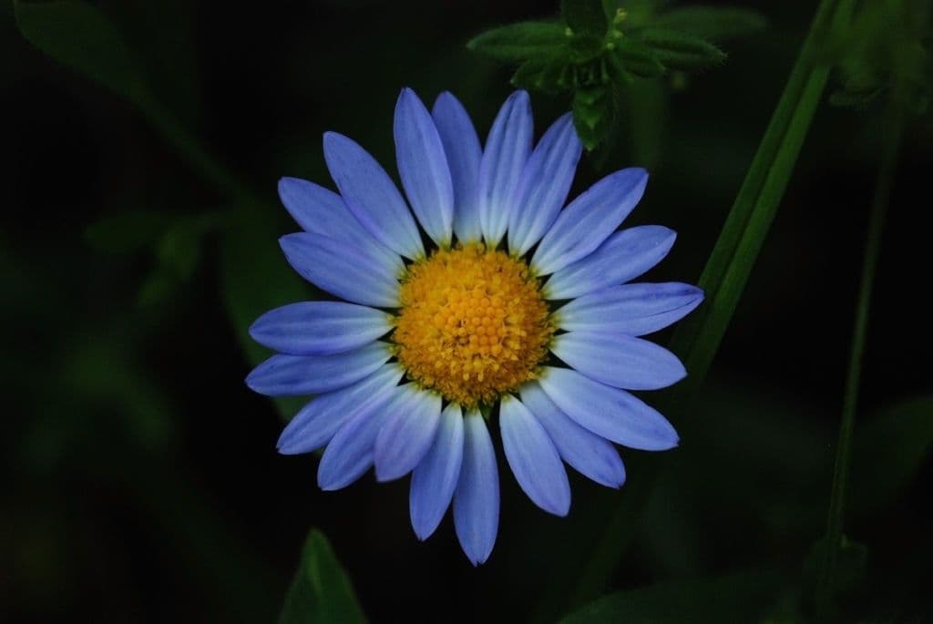 Margherita occidentale 3