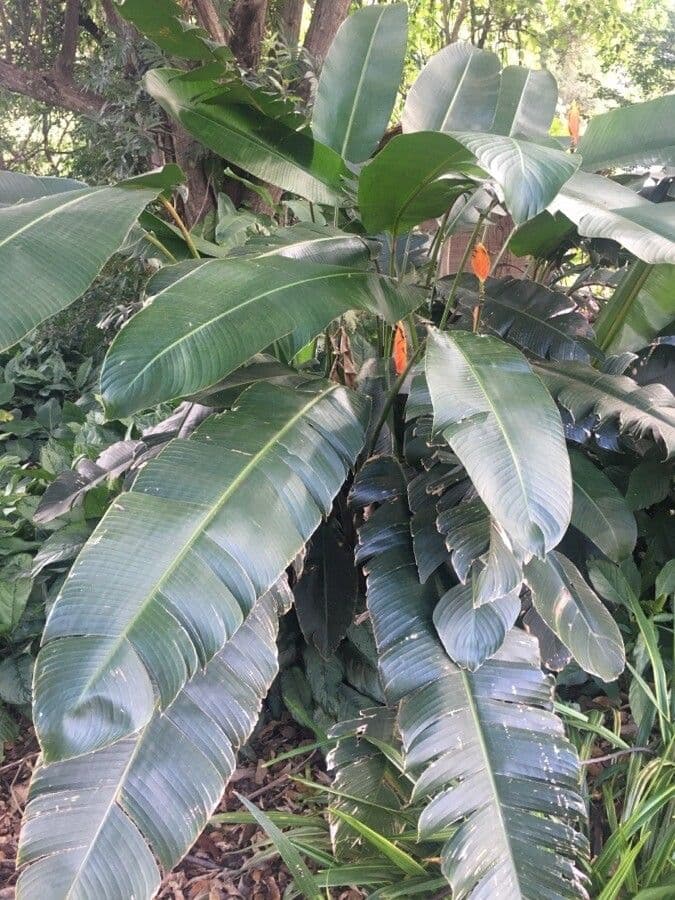 Heliconia episcopal 7