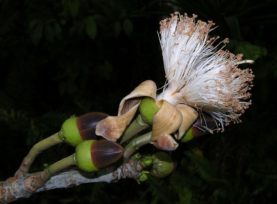 Siebenlappiger Pseudobombax 4