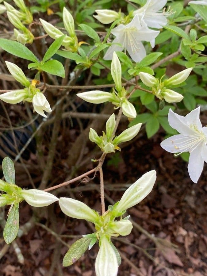 Azalea dolce