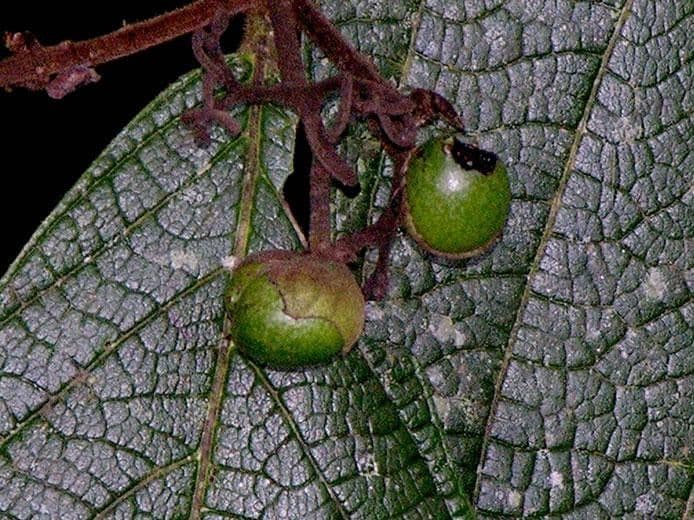 Cordia 3