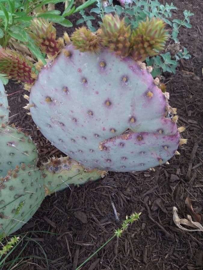 Opuntia macrocentra 19