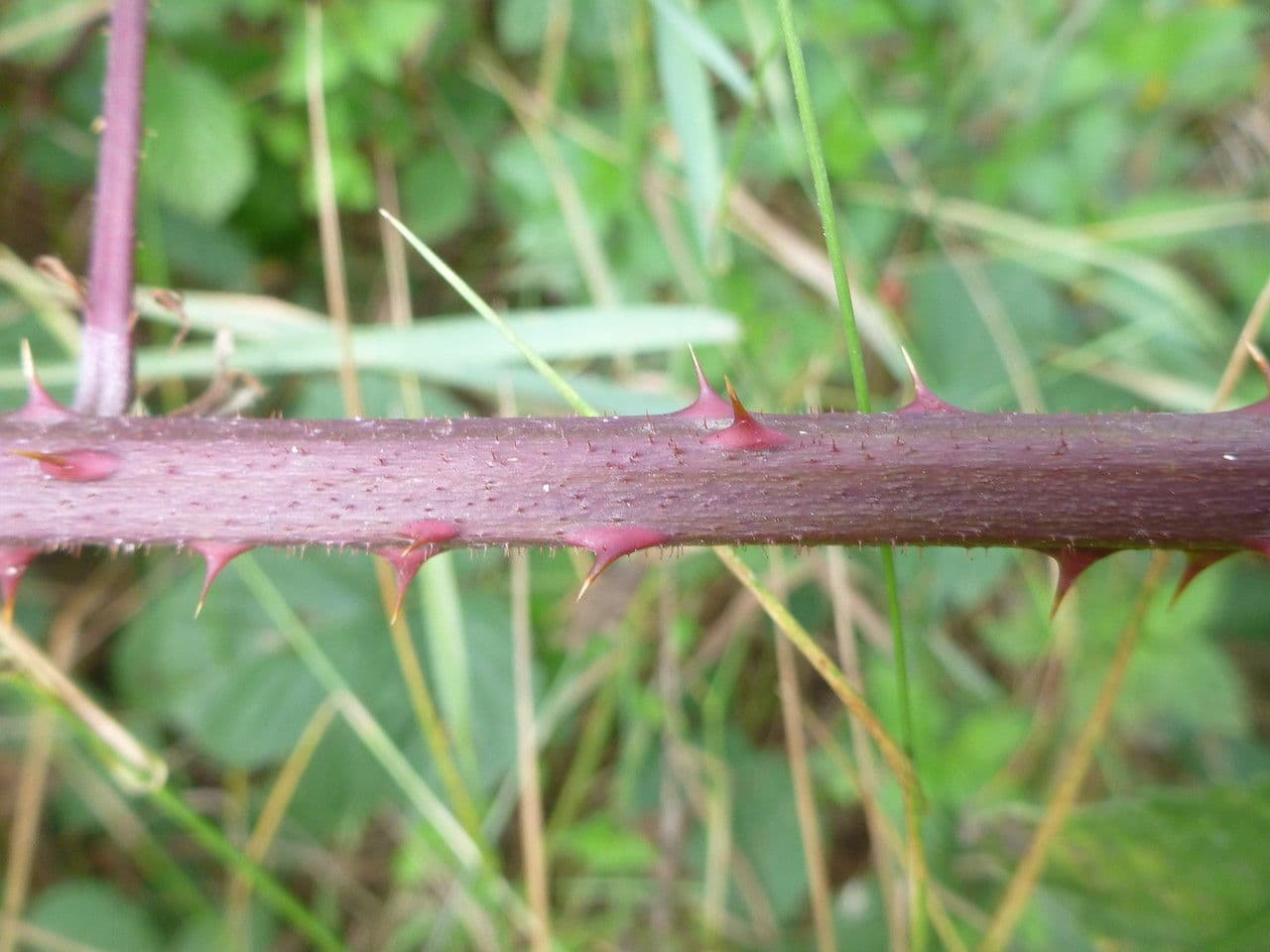Rubus rudis 18