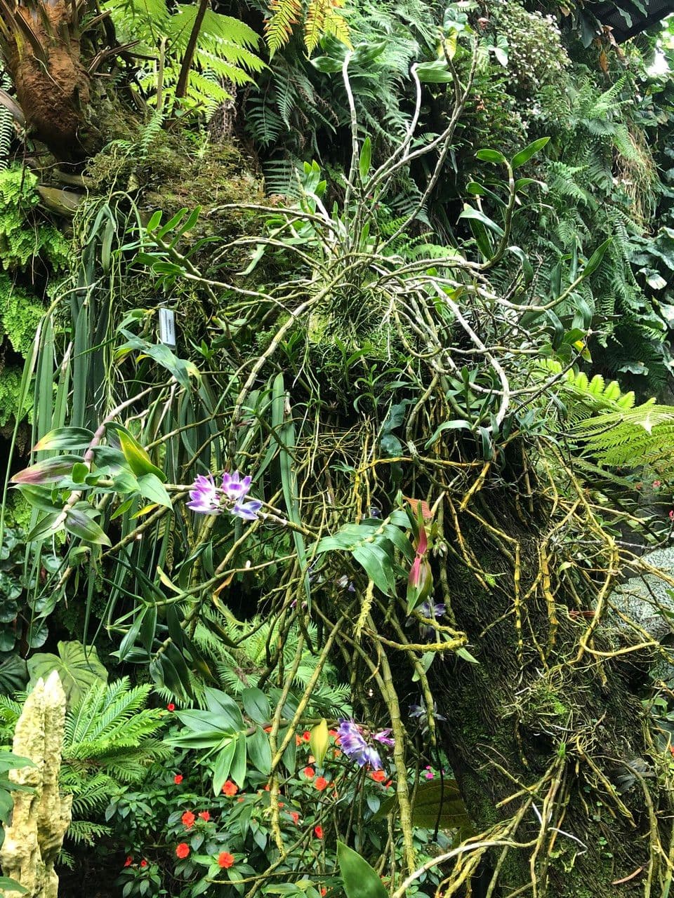 Dendrobium victoriae-reginae 10